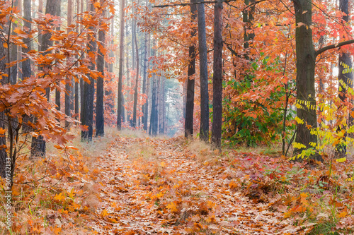 Fragment of deciduous and coniferous forest with footpath in autumn
