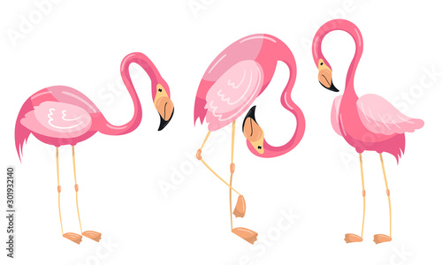 Beautiful Flamingo Vector Set Isolated On White Background © Happypictures