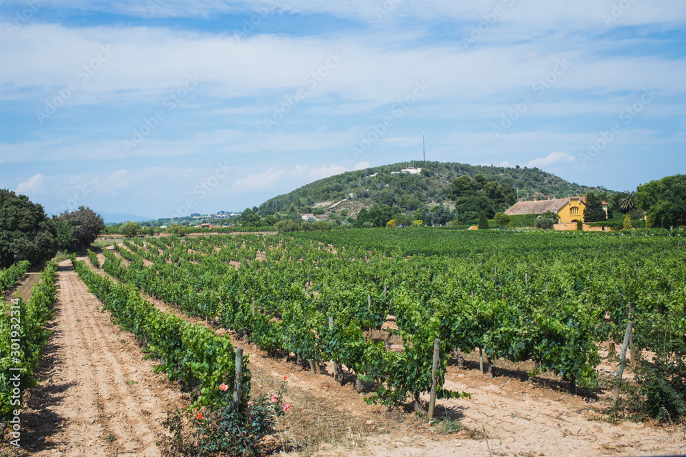 vineyard landscape vineyard landscape