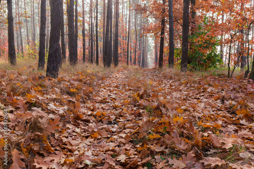 Fragment of deciduous and coniferous forest with footpath in autumn
