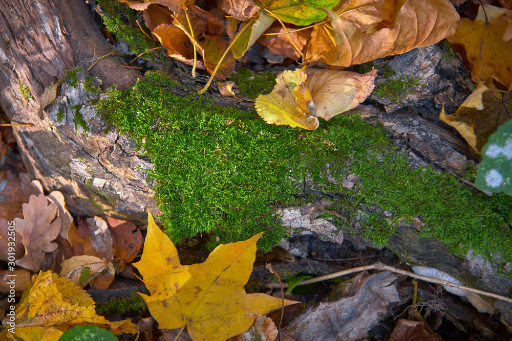 moss on fallen branch in autumn foliage moss on fallen branch in autumn foliage