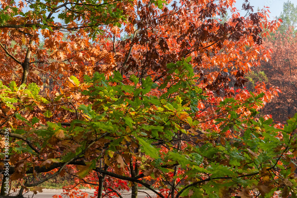 Naklejka premium Branches of various oaks with autumn leaves different colors