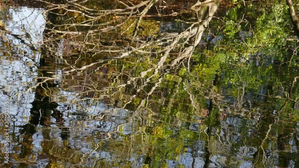 Discolored golden autumn leaves as water reflection Discolored golden autumn leaves as water reflection
