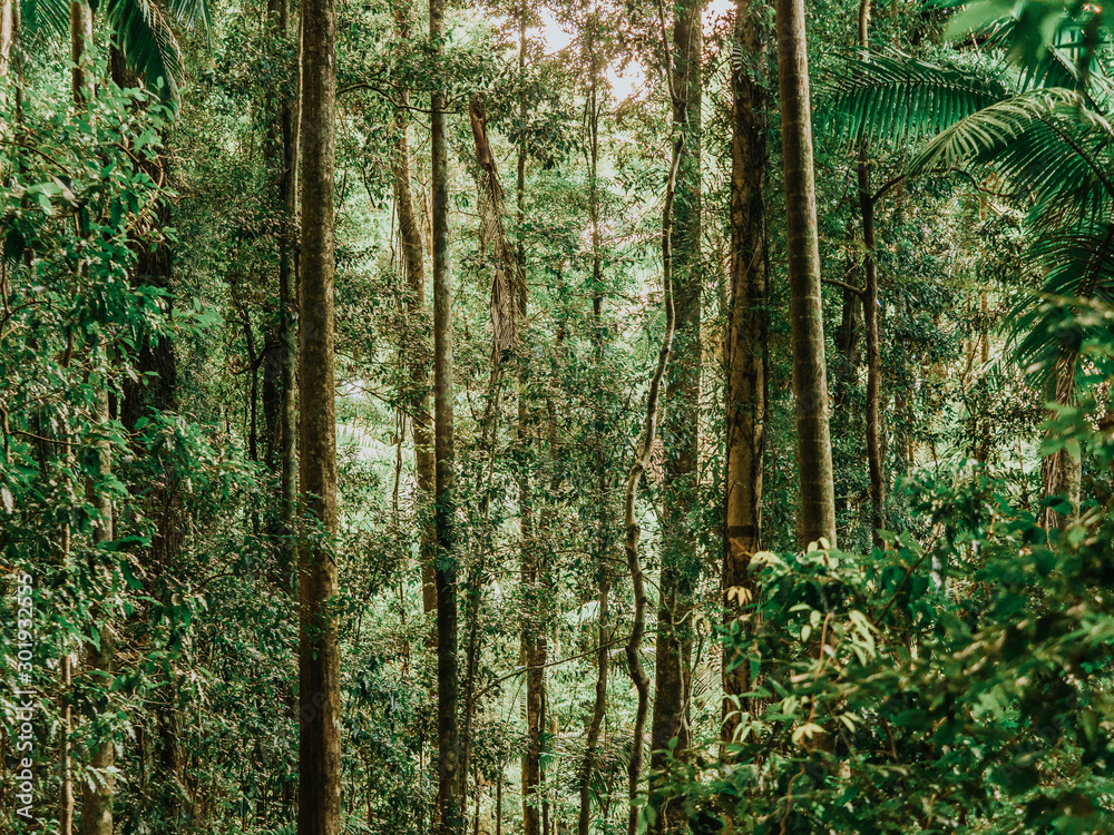 Fototapeta premium Light through trees