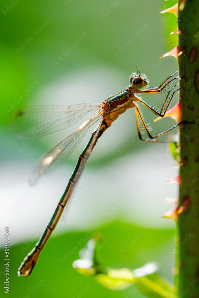 Dragonfly Insect Sitting on Plant Macro Portrait on Green Background Dragonfly Insect Sitting on Plant Macro Portrait on Green Background