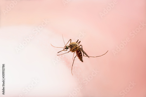 Malaria Infected Mosquito Skin Bite. Leishmaniasis, Encephalitis, Yellow Fever, Dengue, Malaria Disease, Mayaro or Zika Virus Infectious Culex Mosquito Parasite Insect Macro.
