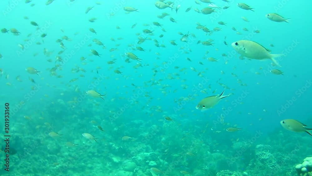 coral life caribbean sea Bonaire island underwater diving video coral life caribbean sea Bonaire island underwater diving video