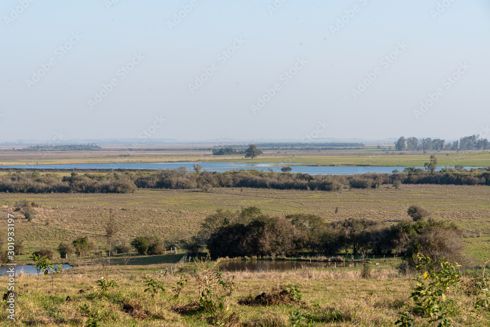 Rural landscape in southern Brazil, city of Mata in the state of Rio Grande do Sul. Scene of a farm and between two trees, cattle heads grazing and feeding on the green grass. Rural landscape in southern Brazil, city of Mata in the state of Rio Grande do Sul. Scene of a farm and between two trees, cattle heads grazing and feeding on the green grass.