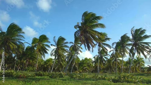 Wallpaper Mural Yucatan palm tree 02 Torontodigital.ca