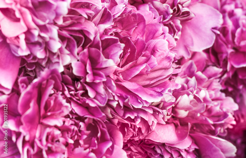 background of pale purple petals of peony flower © Irina