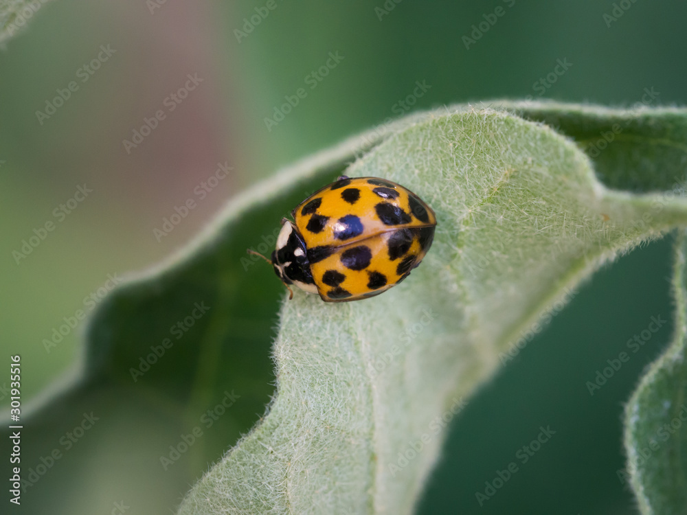 Asian ladybeetle (harmonia axyridis) sitting on leaf Asian ladybeetle (harmonia axyridis) sitting on leaf