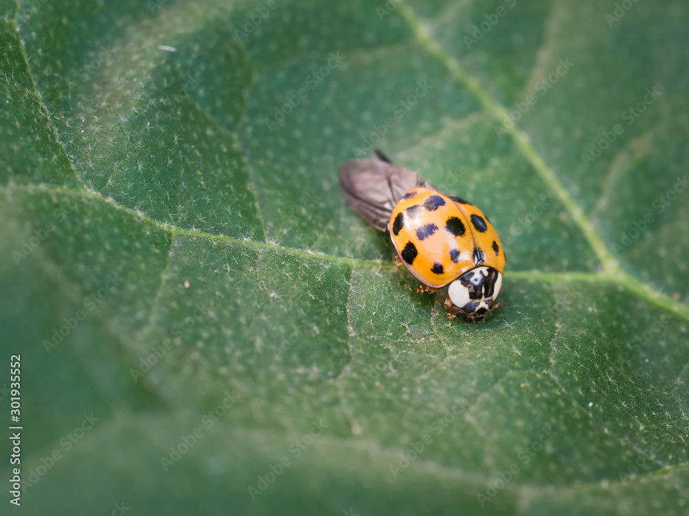 Asian ladybeetle (harmonia axyridis) sitting on leaf Asian ladybeetle (harmonia axyridis) sitting on leaf