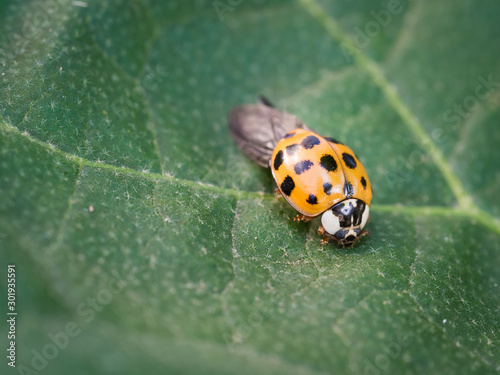 Asian ladybeetle (harmonia axyridis) sitting on leaf