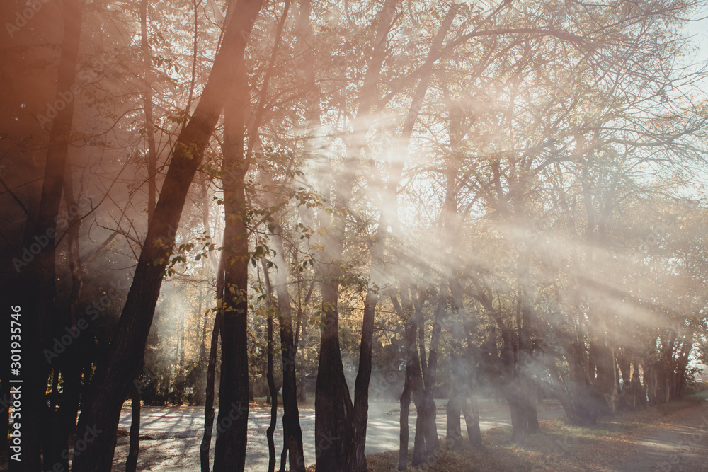 Fototapeta premium Magical old tree with sun rays in the morning. Amazing forest in fog. Colorful landscape with foggy forest, gold sunlight, red foliage at sunrise. Fairy forest in autumn. Fall woods. Enchanted tree