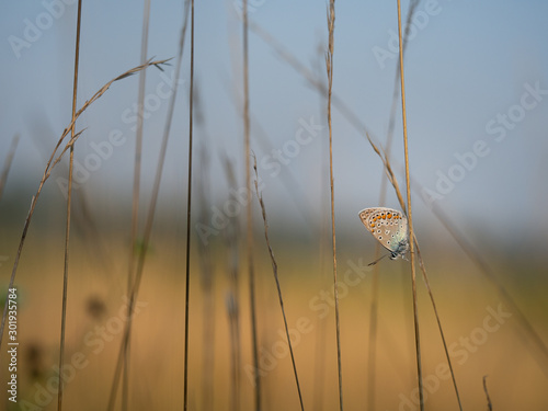 Common blue butterfly (Polyommatus icarus) male resting on a blade of grass