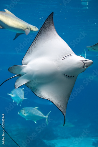 Close up of a White-spotted eagle ray swimming in the water