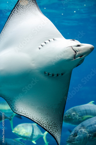 Close up of a White-spotted eagle ray swimming in the water © Rob D
