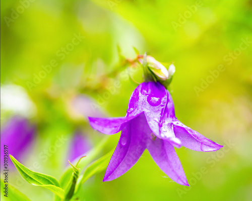Campanula carpatica  Bluebell flower close-up with dew drops. Macrophoto. Wildlife Resilience Concept.