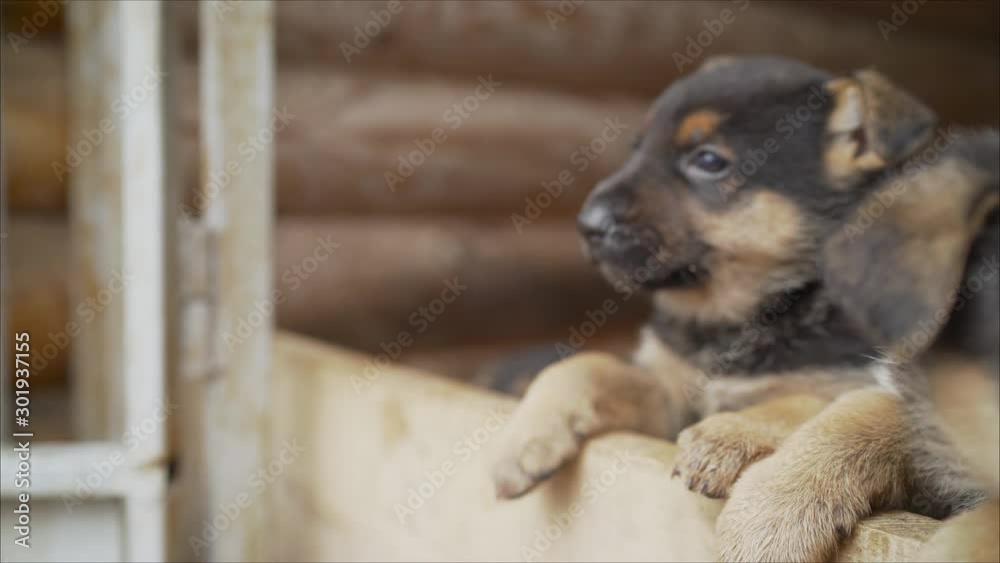 Shepherd puppies posing in the aviary. Cute puppies of the East European Shepherd. Shepherd puppies posing in the aviary. Cute puppies of the East European Shepherd.