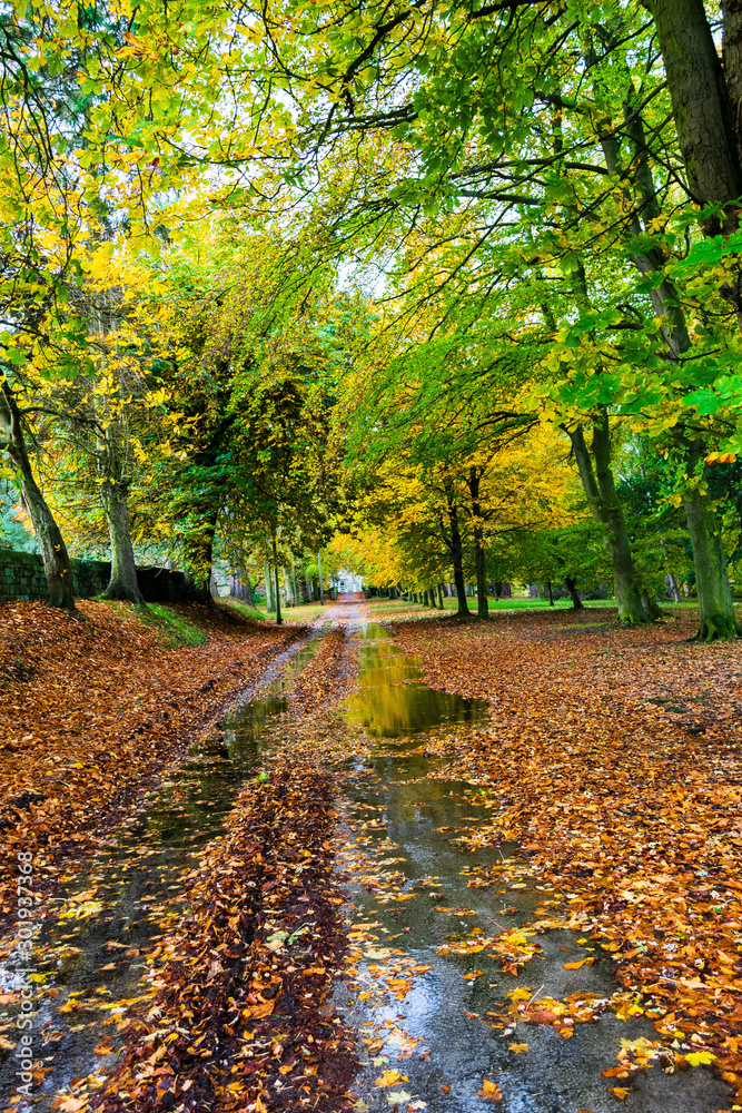 An autumn scene with trees and road with a puddle An autumn scene with trees and road with a puddle