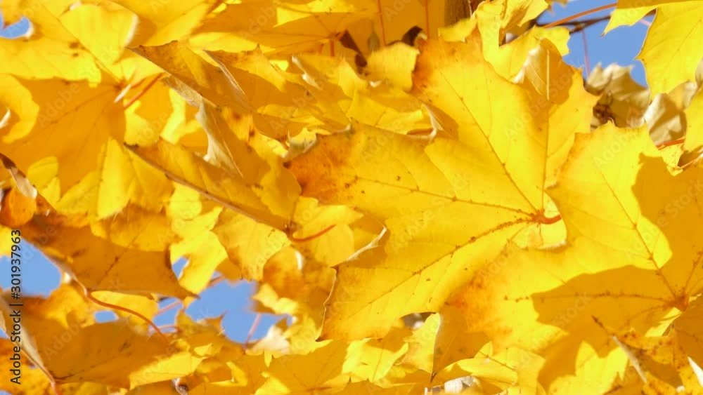 yellow discolored maple leaves on a tree yellow discolored maple leaves on a tree