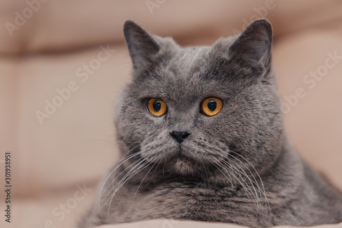 An adult chubby blue British cat with a gray tint lies on a beige background. The eyes are almond colored.