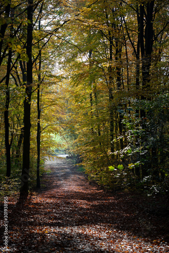 Autumn forest road leaves view in Germany  Bielefeld