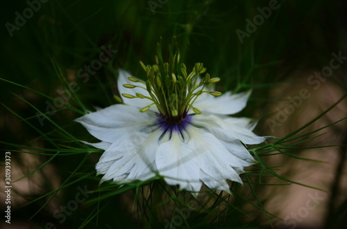 Closeup of a blue Love in a mist (Nigella damascena) flower. photo