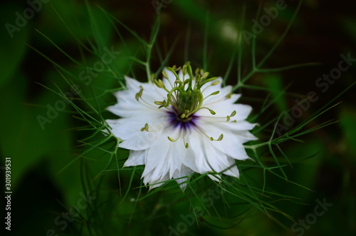 Closeup of a blue Love in a mist (Nigella damascena) flower. photo