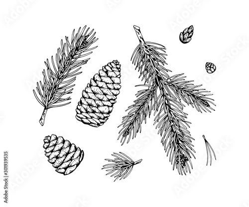 Set of fir tree decor elements in sketch style isolated on white background. Vector illustration of fir branches and cones Christmas and New Year decoration