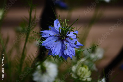 Fototapeta Naklejka Na Ścianę i Meble -  Closeup of a blue Love in a mist (Nigella damascena) flower.