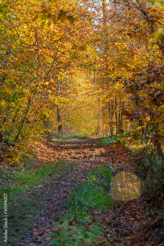 Autumn forest road leaves view in Germany, Bielefeld