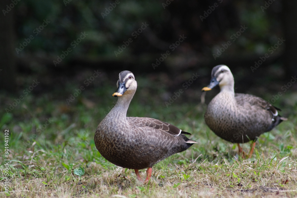 duck in forest duck in forest