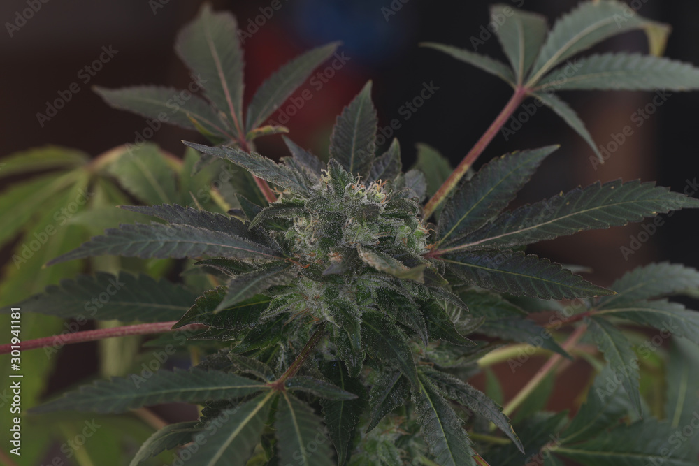 Obraz premium medical marijuana growing cannabis plants