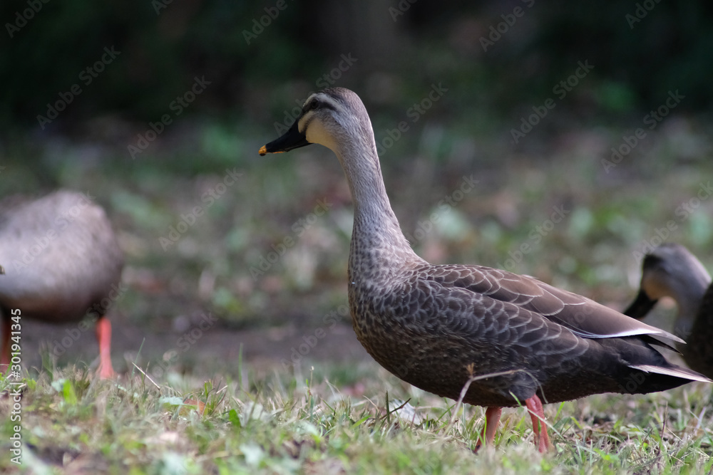 duck in forest