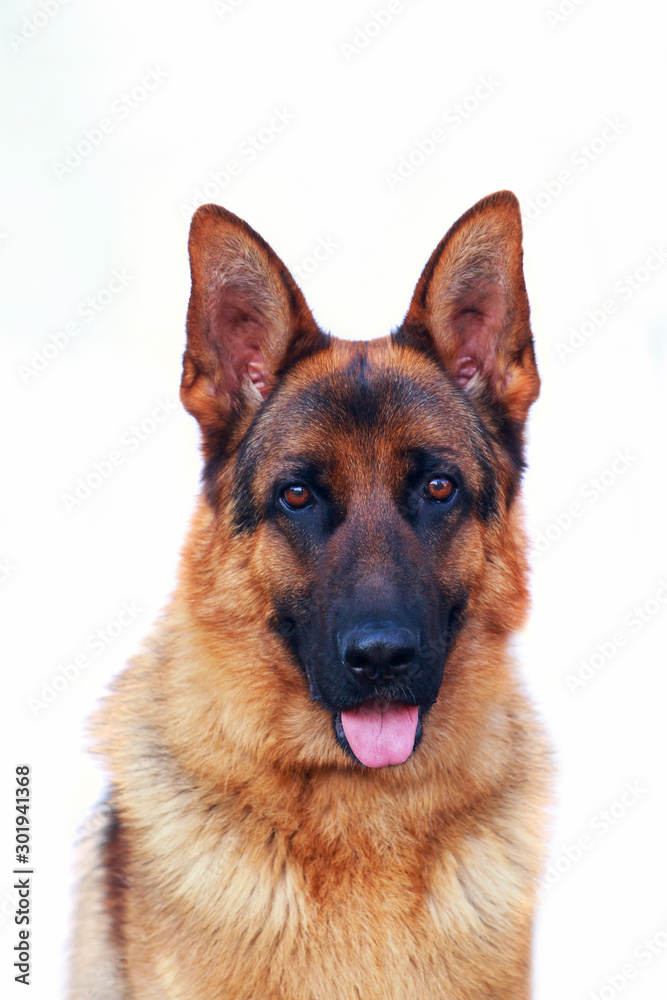 Dog breed German Shepherd Dog breed German Shepherd