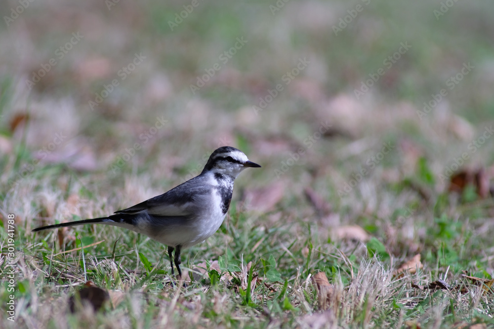 white wagtail white wagtail