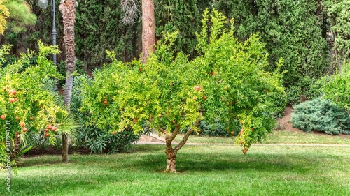Young pomegranate tree in the park.