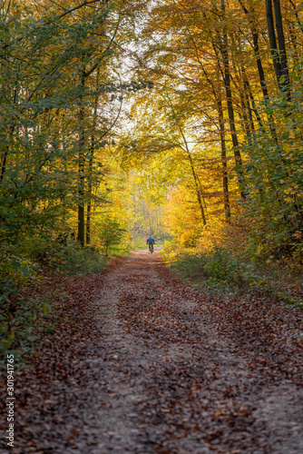 Autumn forest road leaves view in Germany, Bielefeld