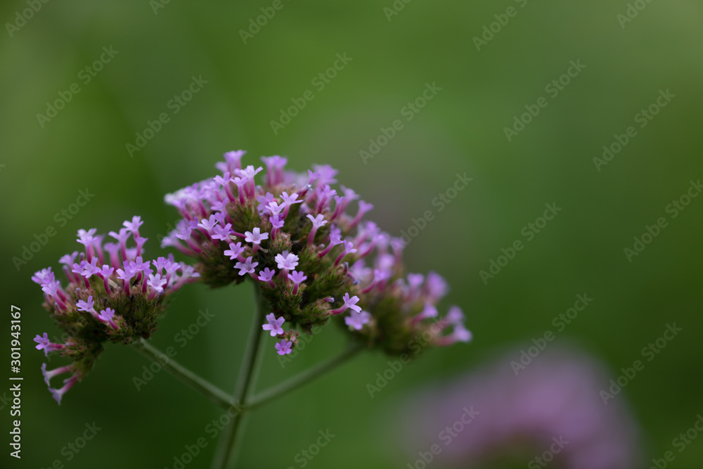 Bunch of tiny violet flowers on green background Bunch of tiny violet flowers on green background