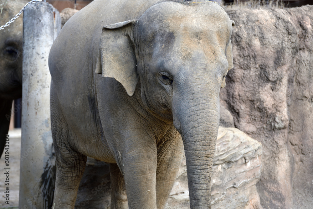 Fototapeta premium 動物園