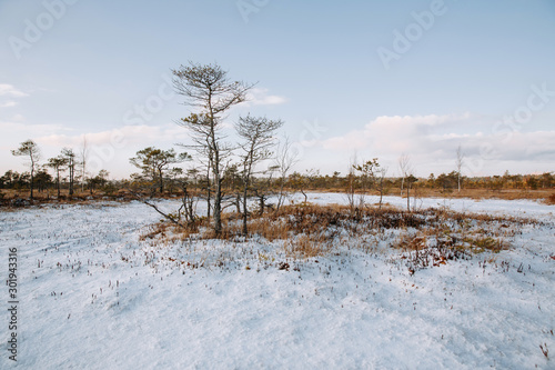 Rural winter scenery. Swamp with frozen water and pine tree at sunny day.