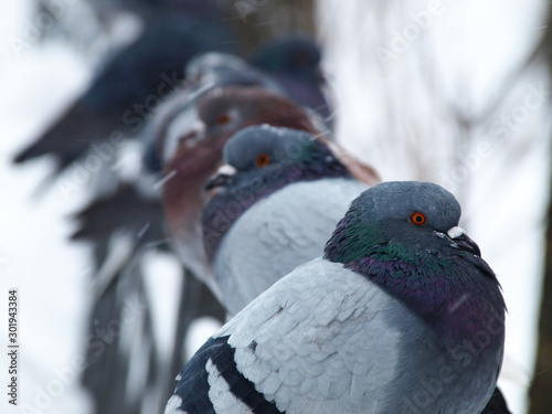 Frozen and inflated pigeons close-up on the fence in a cold and snowy winter day. Snow covered and frosty city park