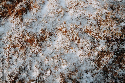 Abstract image of snowy plants at winter. Top down view.