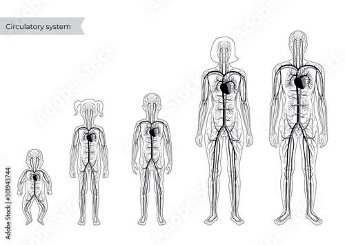 circulatory system anatomy