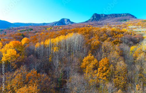 Autumn forest aerial drone view.