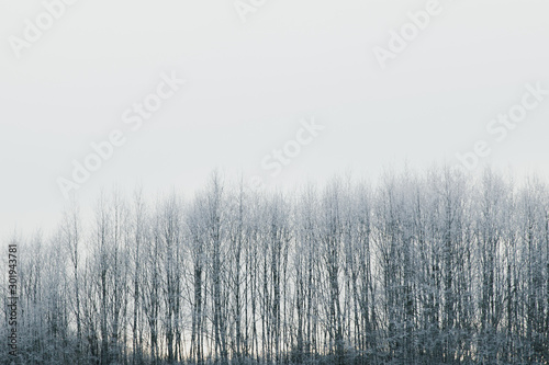 Winter scenery with frozen tree tops.