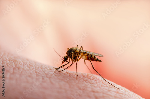 Dangerous Malaria Infected Mosquito Skin Bite. Leishmaniasis, Encephalitis, Yellow Fever, Dengue, Malaria Disease, Mayaro or Zika Virus Infectious Culex Mosquito Parasite Insect Macro. photo