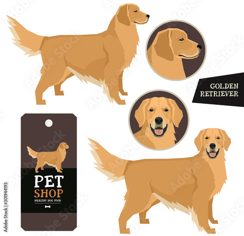 Dog Breeds set Vector illustration Golden Retriever Isolated objects