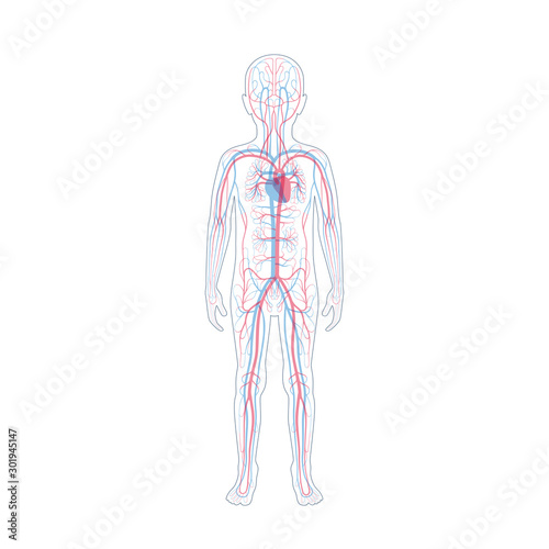 circulatory system anatomy